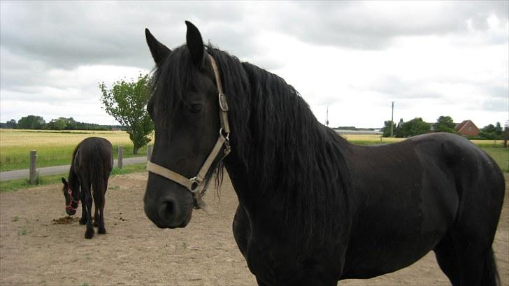Frieser Remos fra Mørdrupgård. billede 12