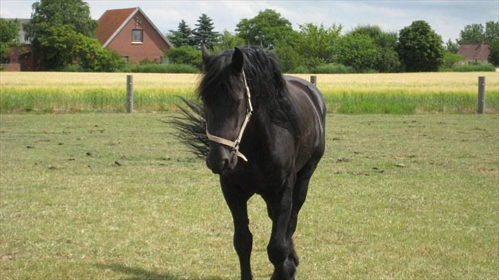 Frieser Remos fra Mørdrupgård. billede 13