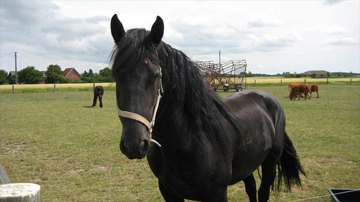 Frieser Remos fra Mørdrupgård. billede 14
