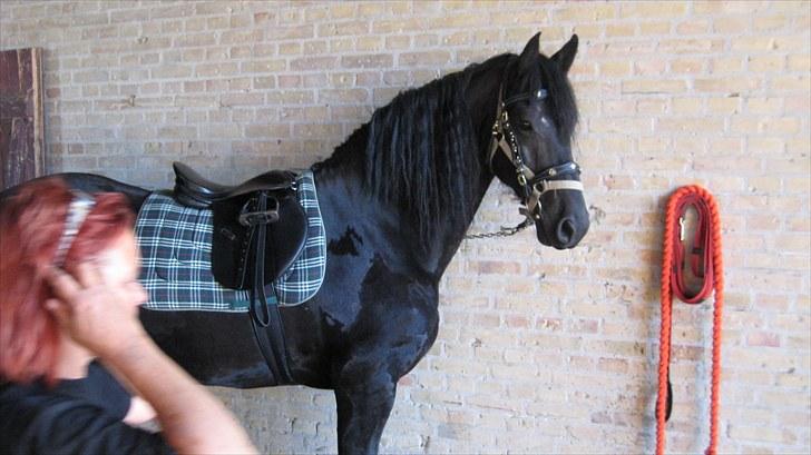 Frieser Remos fra Mørdrupgård. - Vores 2 stolthed. billede 17