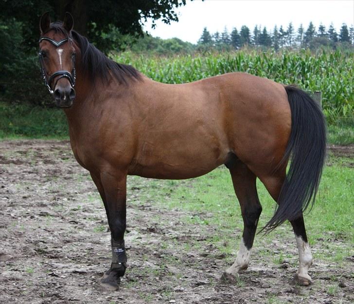 Arabisk fuldblod (OX) Amani billede 14
