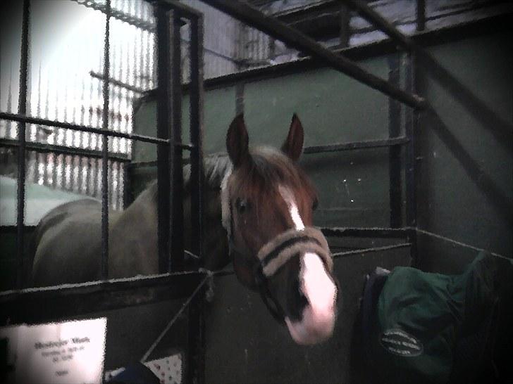 Anden særlig race Flying Fellow   billede 10