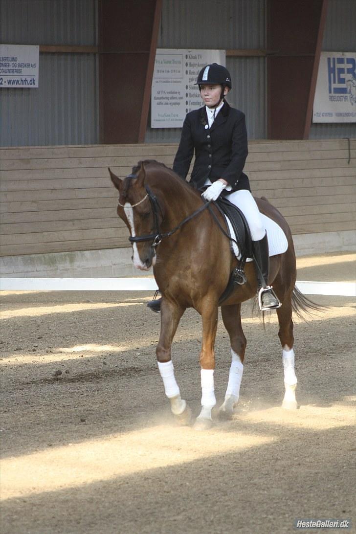 Anden særlig race Flying Fellow   billede 11
