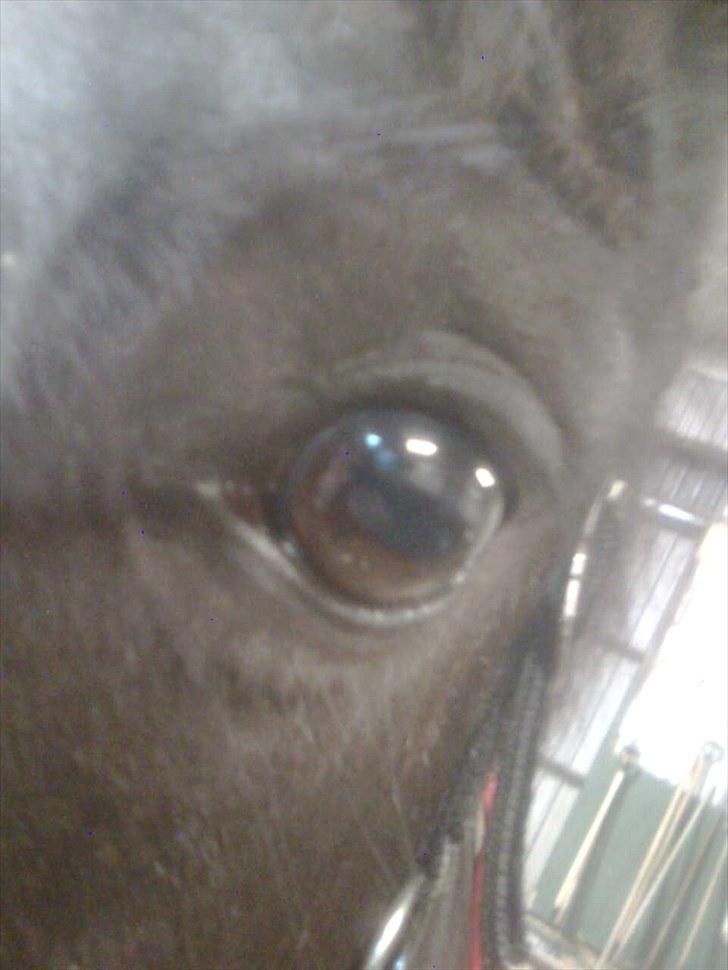 Anden særlig race Stella <33 R.I.P billede 20