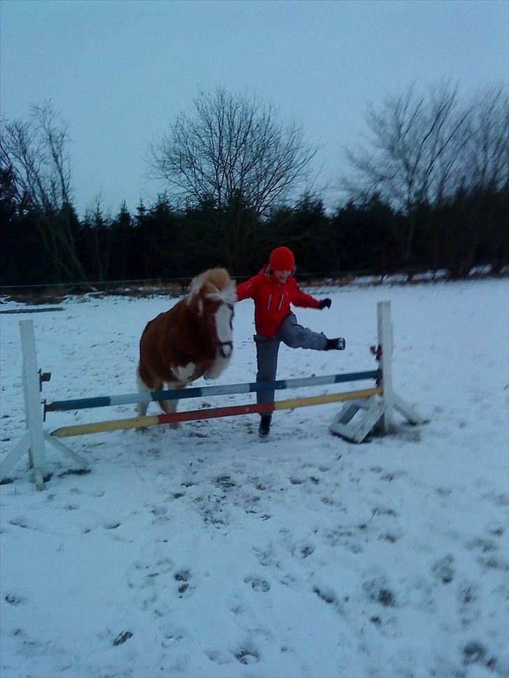 Shetlænder  † Nikoline † billede 16