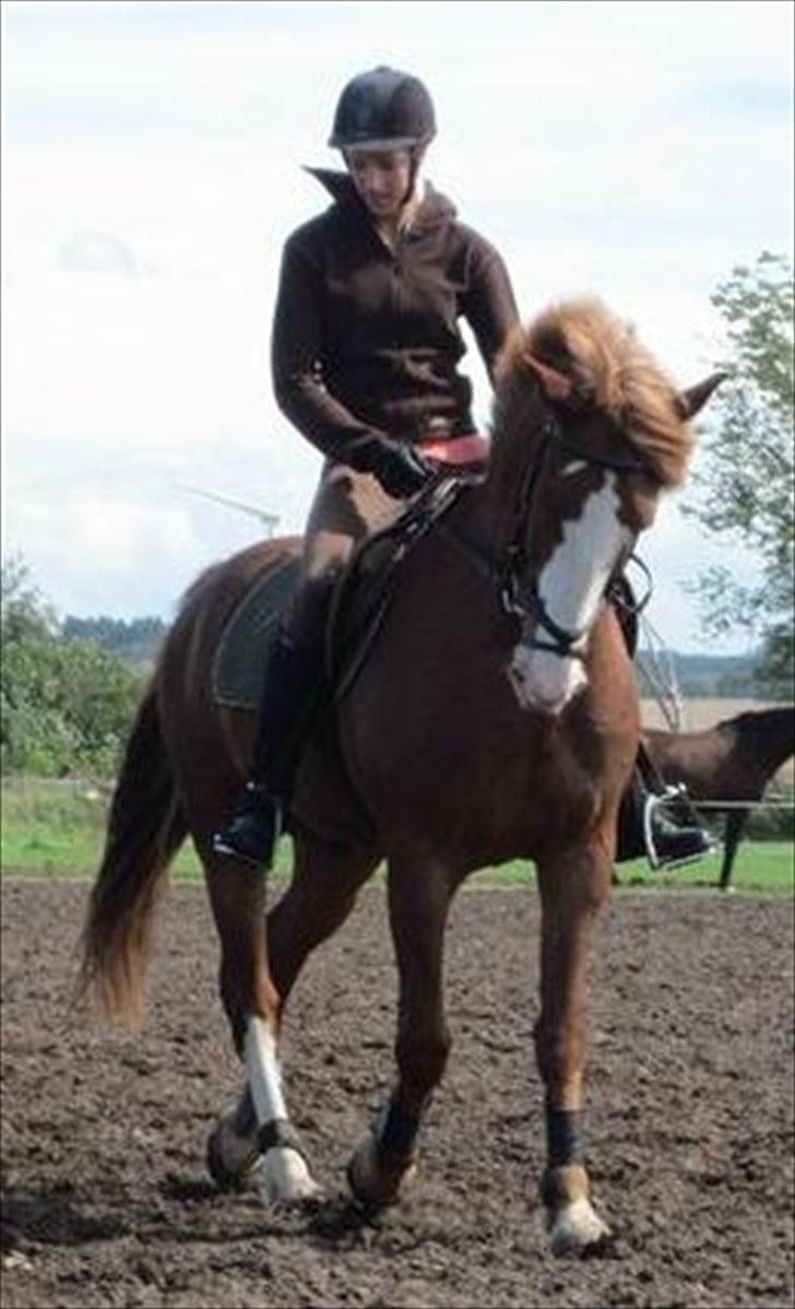 Anden særlig race Skovbrynets Nicklos  - Dressurundervisning d. 21/8-2010 Foto:MC billede 13