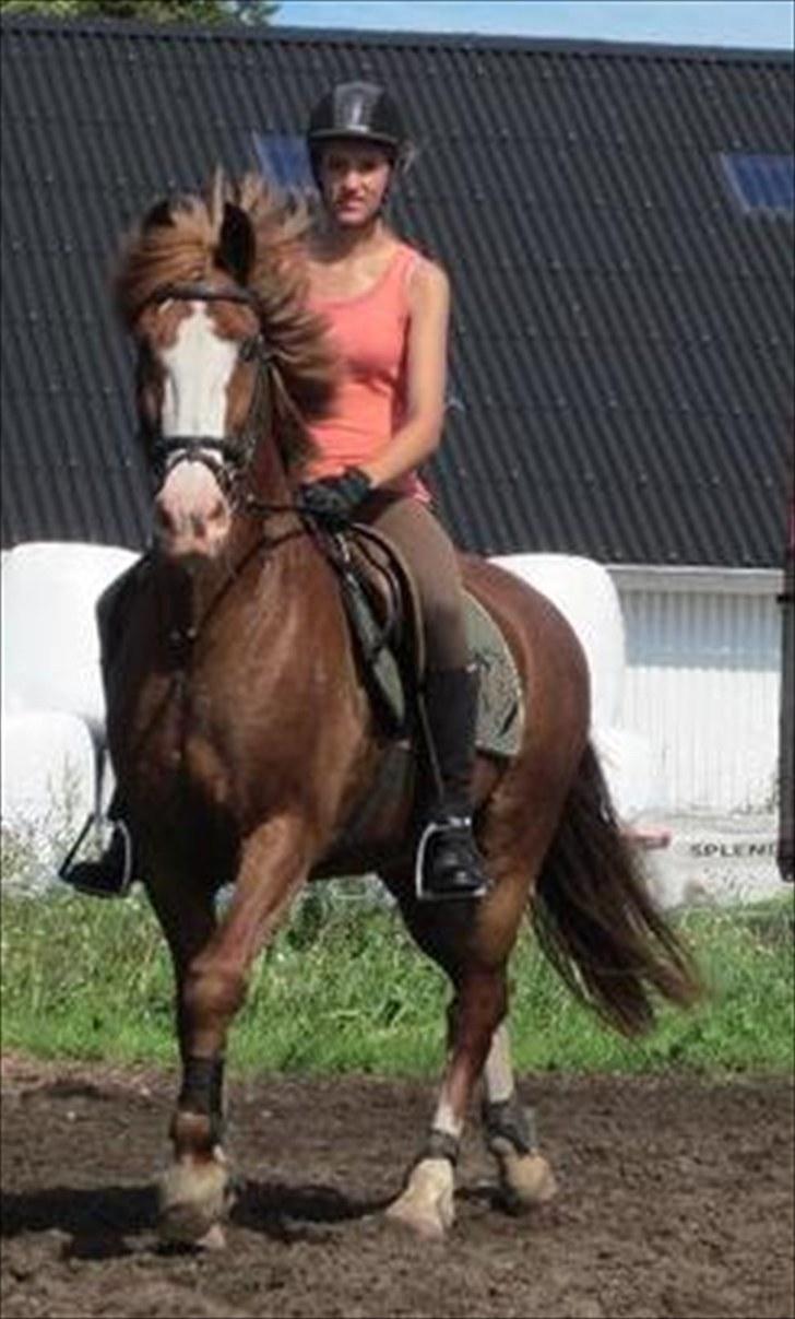 Anden særlig race Skovbrynets Nicklos  - Galop til dressurundervisning d. 21/8-2010 Foto: Mette<3 billede 14