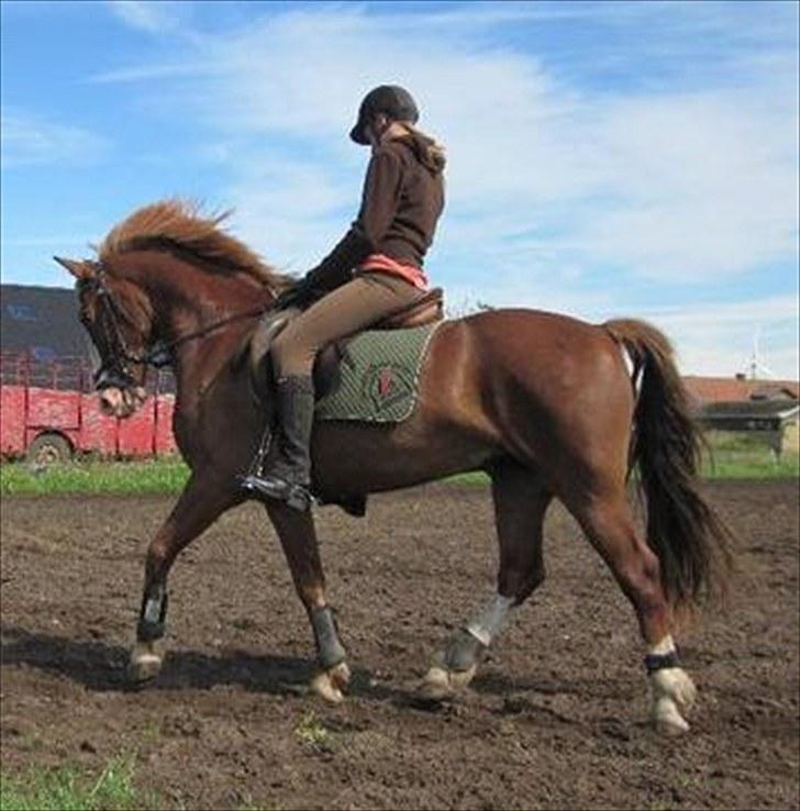 Anden særlig race Skovbrynets Nicklos  - Igen :) dressurundervisning d. 21/8-2010 Foto: MC billede 15