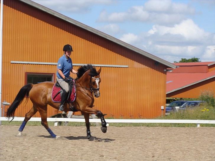 Dansk Varmblod Cille billede 9