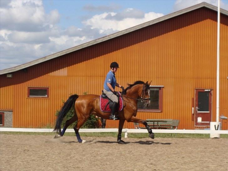 Dansk Varmblod Cille billede 10