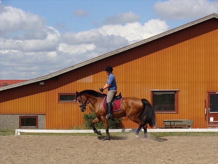 Dansk Varmblod Cille billede 11