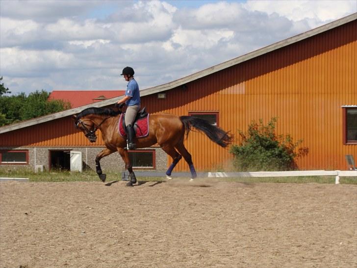 Dansk Varmblod Cille billede 12