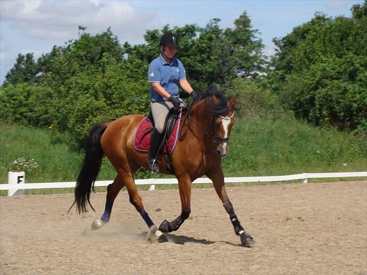 Dansk Varmblod Cille billede 7