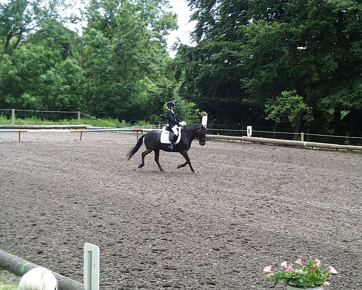 Gotlandsruss Tapan's Fagot ~A-Pony~ (solgt) - Fynsmesterskab 2010 billede 17