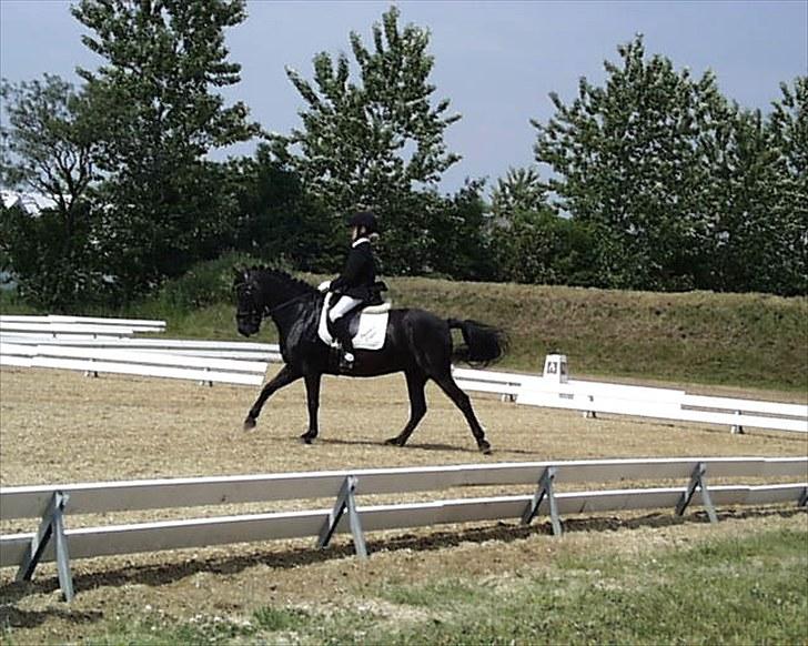 Gotlandsruss Tapan's Fagot ~A-Pony~ (solgt) - Fagot går som en drøm på banen billede 20