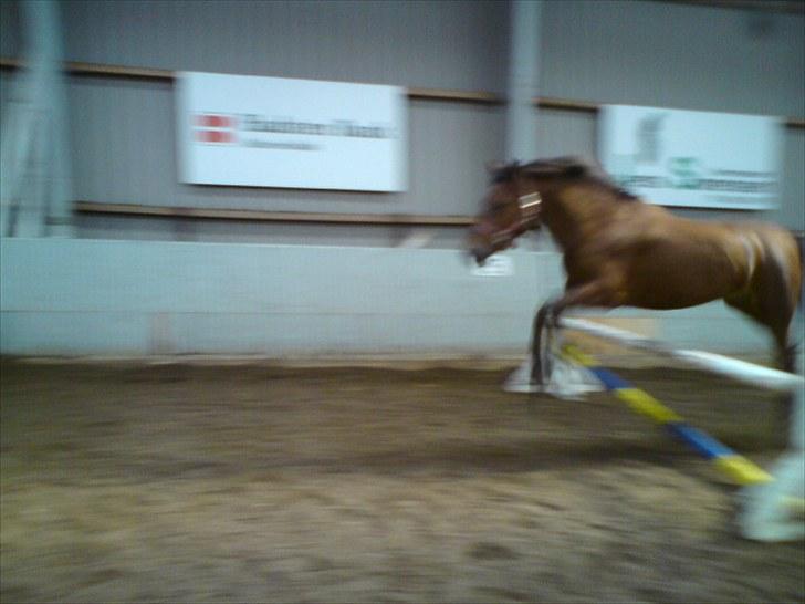 Anden særlig race Thomas (væk) billede 3