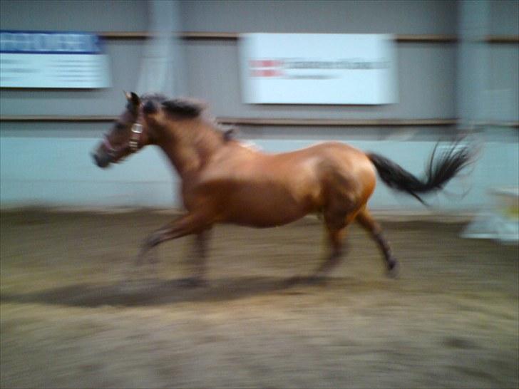 Anden særlig race Thomas (væk) billede 4