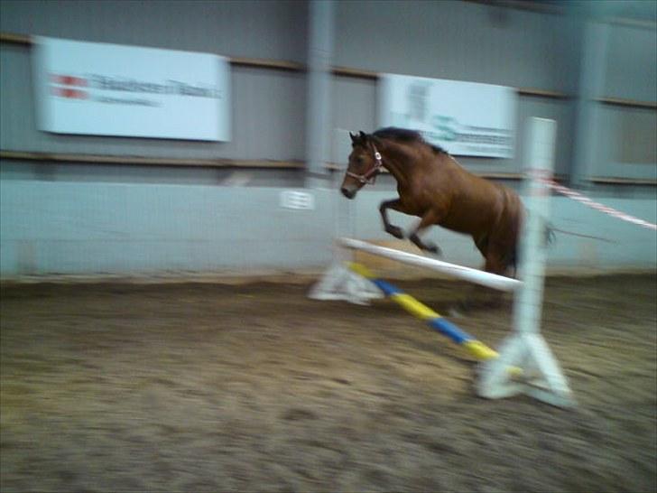 Anden særlig race Thomas (væk) billede 5