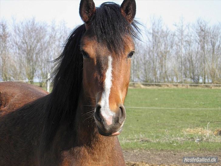 Anden særlig race Ferrai - Sommer 2010. Billedet er taget af katrine. billede 9