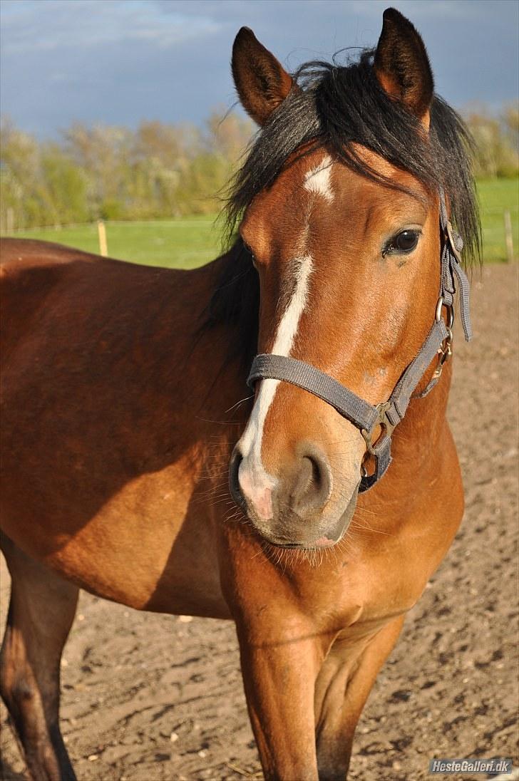 Anden særlig race Ferrai - Sommer 2010. taget af katrine billede 6