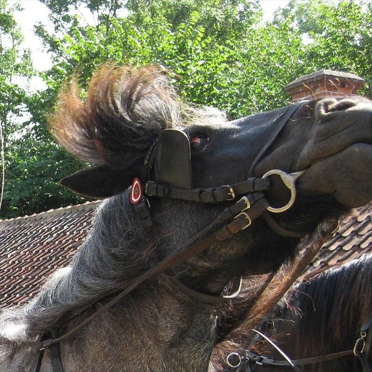 Jyde Walodias GUNILLA - Gunilla smiler til vores dronning billede 1