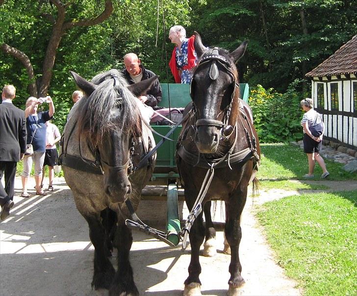 Jyde Walodias GUNILLA - Gunilla på frilanden og køre for dronningen billede 2