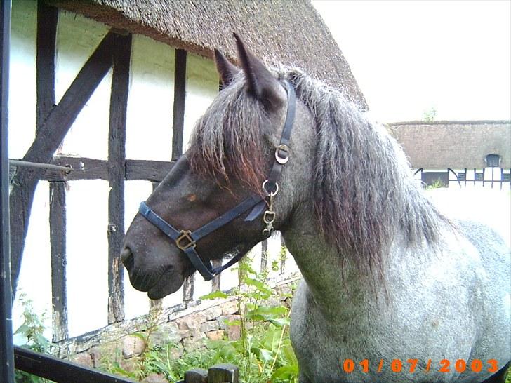 Jyde Walodias GUNILLA - Gunilla som fotomodel på frilandsmuseet billede 4