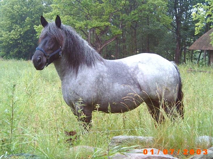 Jyde Walodias GUNILLA - Model på Frilandsmuseet billede 5
