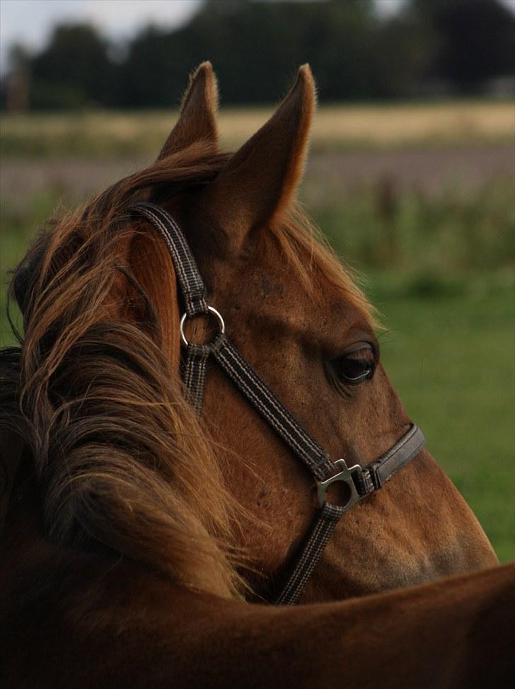 Anden særlig race Roosgårdens Dakota  billede 10