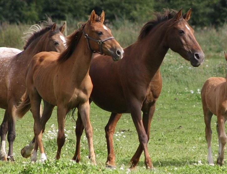 Anden særlig race Roosgårdens Dakota  billede 13