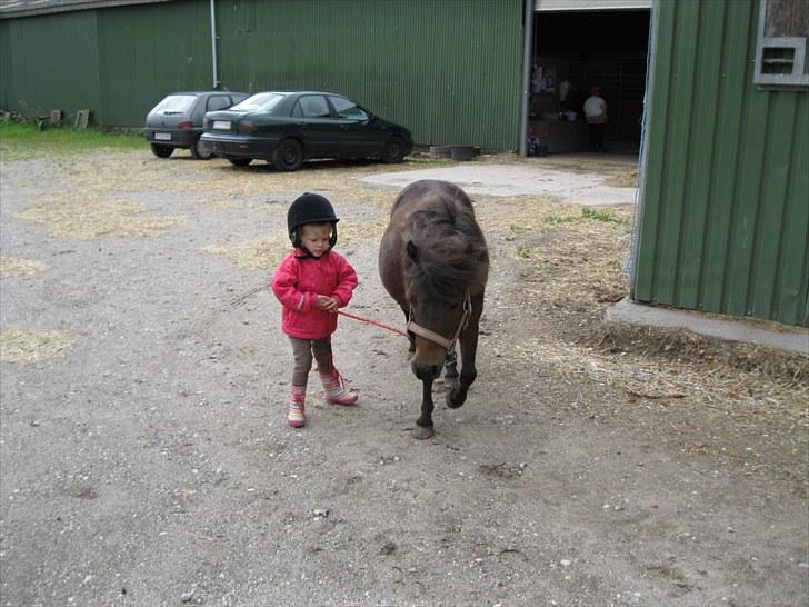 Shetlænder Trunte - Velkommen til min profil!!! billede 1