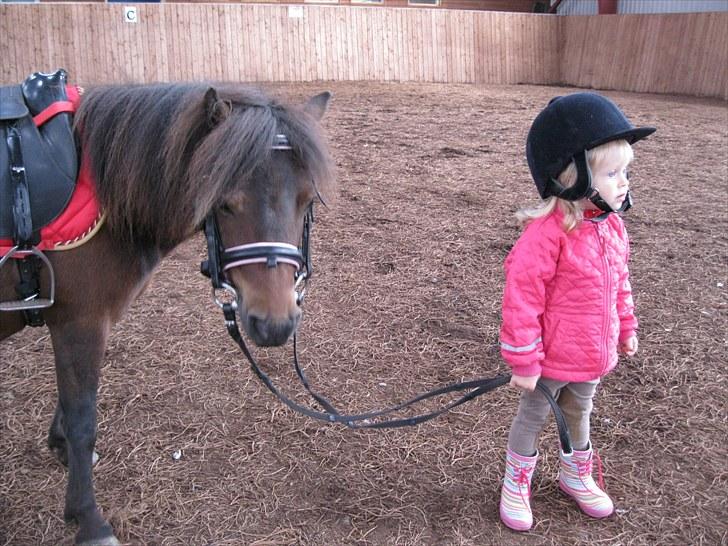 Shetlænder Trunte - Her er jeg med min lille rytter Amanda billede 2