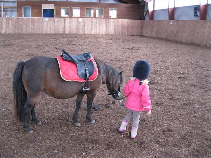 Shetlænder Trunte billede 3