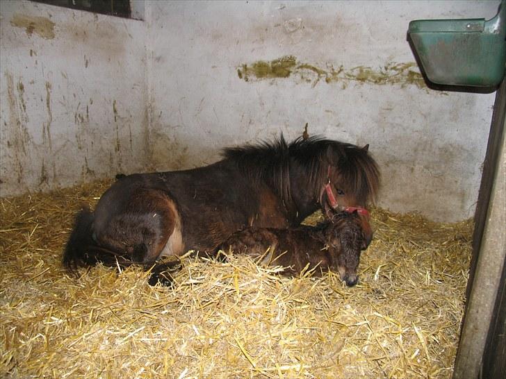 Shetlænder Trunte - Mor med sit lille føl Mentos 2010 billede 4