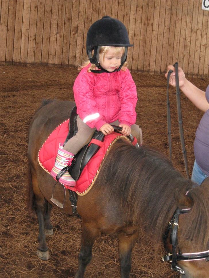 Shetlænder Trunte billede 5