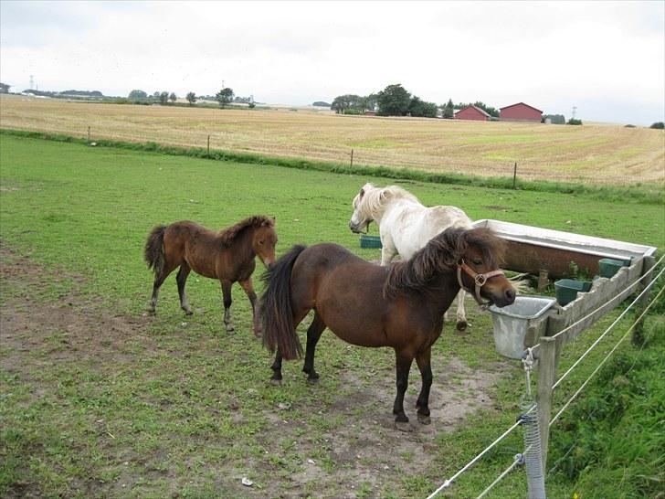 Shetlænder Trunte - Mor, Far og Mentos billede 6