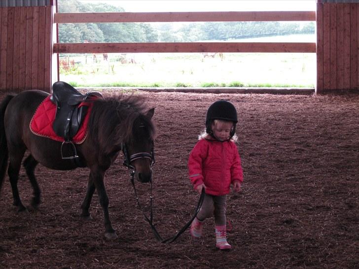 Shetlænder Trunte - Nåhhh billede 7