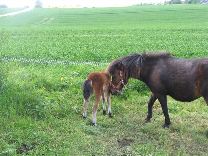 Shetlænder Trunte billede 8