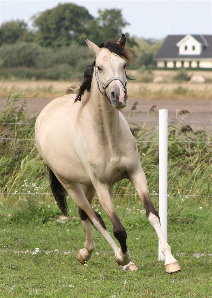 Anden særlig race Roosgårdens Chanti  billede 17