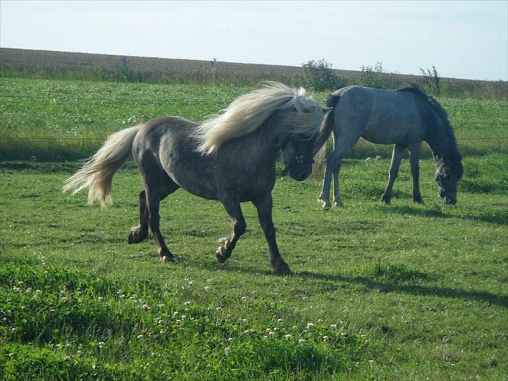 Shetlænder Silver billede 8