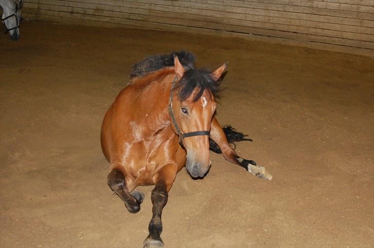 New Forest Enggaardens Frej billede 13