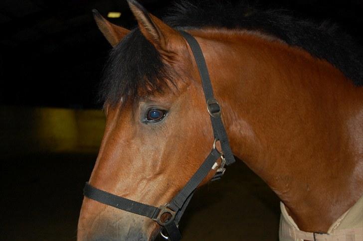 New Forest Enggaardens Frej billede 14