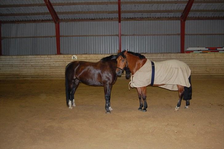 New Forest Enggaardens Frej billede 15