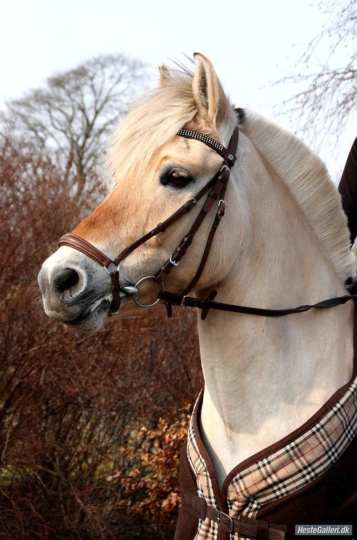 Fjordhest Annasmindes Sylvester - 11. Foto: Barløse billede 12