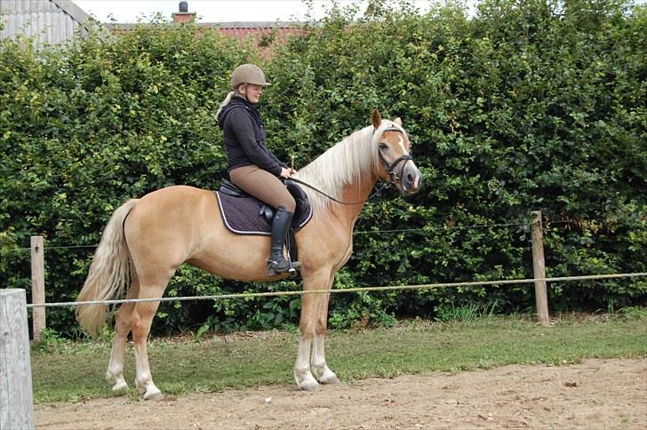 Haflinger Mon-Cherie af Mosegaarden billede 1