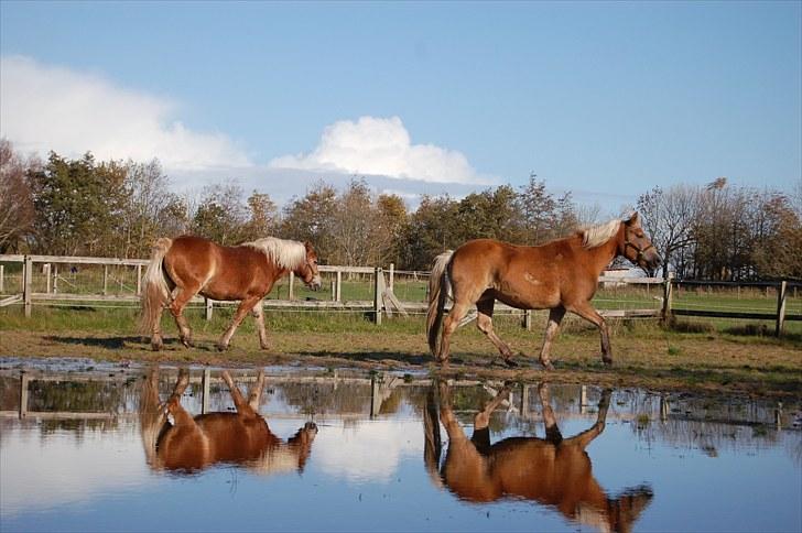 Haflinger Mon-Cherie af Mosegaarden billede 2