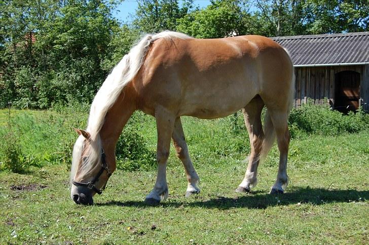 Haflinger Mon-Cherie af Mosegaarden billede 3