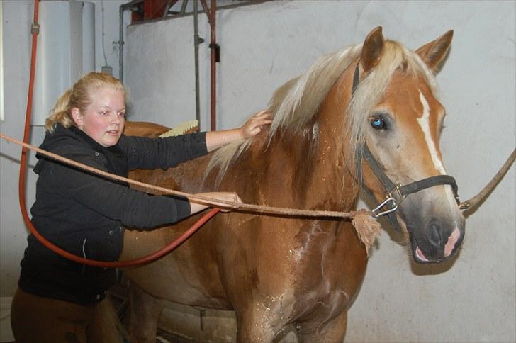 Haflinger Mon-Cherie af Mosegaarden billede 6