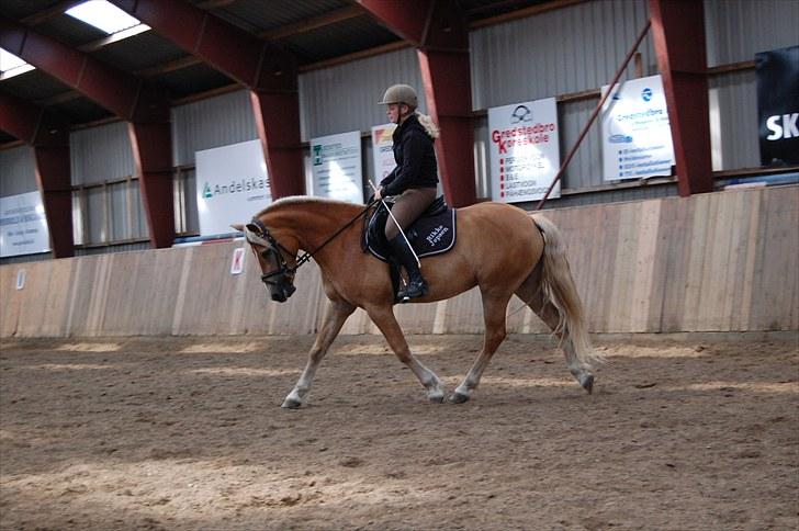 Haflinger Mon-Cherie af Mosegaarden billede 7