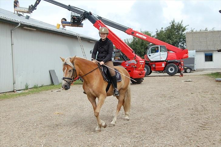 Haflinger Mon-Cherie af Mosegaarden billede 8